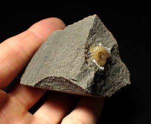 Calcite Promicroceras ammonite display piece (15 mm)
