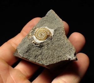 Calcite Promicroceras ammonite display piece (15 mm)