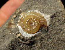 Load image into Gallery viewer, Calcite Promicroceras ammonite display piece (15 mm)
