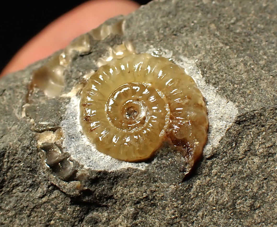 Calcite Promicroceras ammonite display piece (15 mm)