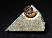 Load image into Gallery viewer, Calcite Promicroceras ammonite fossil display piece (20mm)
