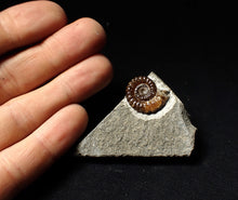 Load image into Gallery viewer, Calcite Promicroceras ammonite fossil display piece (20mm)
