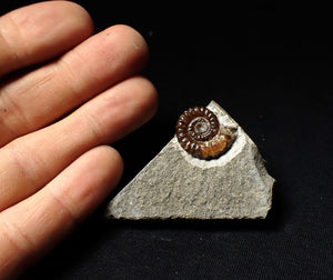 Calcite Promicroceras ammonite fossil display piece (20mm)