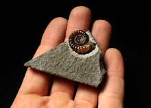 Load image into Gallery viewer, Calcite Promicroceras ammonite fossil display piece (20mm)
