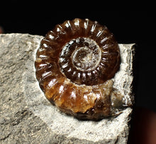 Load image into Gallery viewer, Calcite Promicroceras ammonite fossil display piece (20mm)
