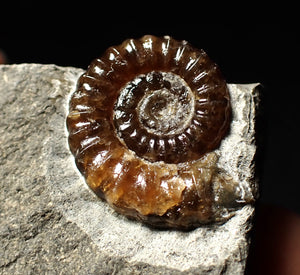 Calcite Promicroceras ammonite fossil display piece (20mm)