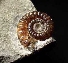 Load image into Gallery viewer, Calcite Promicroceras ammonite fossil display piece (20mm)
