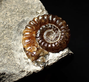 Calcite Promicroceras ammonite fossil display piece (20mm)