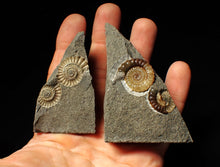 Load image into Gallery viewer, &quot;Popped&quot; calcite Promicroceras ammonite fossil display pieces
