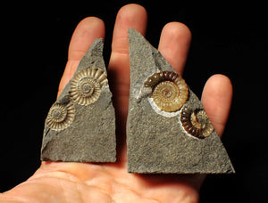 "Popped" calcite Promicroceras ammonite fossil display pieces