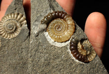 Load image into Gallery viewer, &quot;Popped&quot; calcite Promicroceras ammonite fossil display pieces

