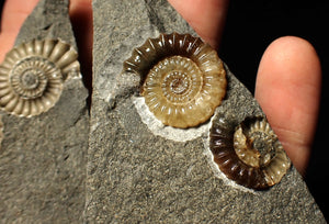 "Popped" calcite Promicroceras ammonite fossil display pieces