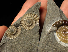 Load image into Gallery viewer, &quot;Popped&quot; calcite Promicroceras ammonite fossil display pieces
