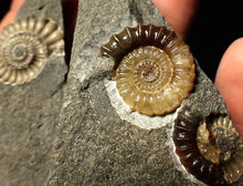 Load image into Gallery viewer, &quot;Popped&quot; calcite Promicroceras ammonite fossil display pieces
