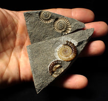 Load image into Gallery viewer, &quot;Popped&quot; calcite Promicroceras ammonite fossil display pieces
