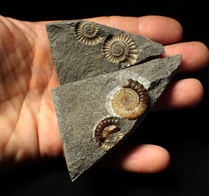 "Popped" calcite Promicroceras ammonite fossil display pieces