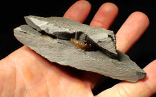 Load image into Gallery viewer, &quot;Popped&quot; calcite Promicroceras ammonite fossil display pieces
