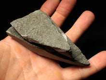Load image into Gallery viewer, &quot;Popped&quot; calcite Promicroceras ammonite fossil display pieces
