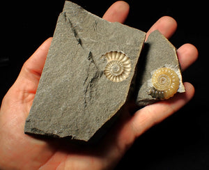 "Popped" calcite Promicroceras ammonite display pieces