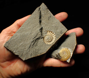 "Popped" calcite Promicroceras ammonite display pieces