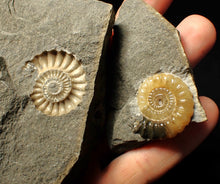 Load image into Gallery viewer, &quot;Popped&quot; calcite Promicroceras ammonite display pieces
