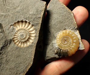 "Popped" calcite Promicroceras ammonite display pieces