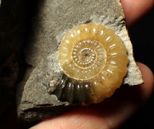 Load image into Gallery viewer, &quot;Popped&quot; calcite Promicroceras ammonite display pieces
