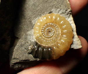 "Popped" calcite Promicroceras ammonite display pieces