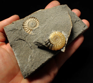 "Popped" calcite Promicroceras ammonite display pieces