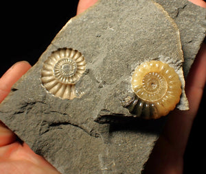 "Popped" calcite Promicroceras ammonite display pieces