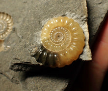 Load image into Gallery viewer, &quot;Popped&quot; calcite Promicroceras ammonite display pieces
