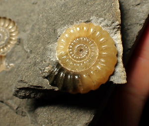 "Popped" calcite Promicroceras ammonite display pieces