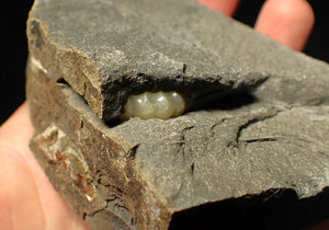 "Popped" calcite Promicroceras ammonite display pieces