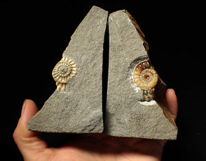 "Popped" calcite Promicroceras ammonite display pieces