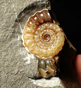 "Popped" calcite Promicroceras ammonite display pieces