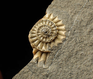 "Popped" calcite Promicroceras ammonite display pieces