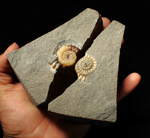 "Popped" calcite Promicroceras ammonite display pieces