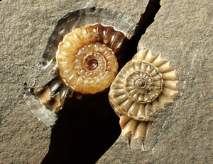 "Popped" calcite Promicroceras ammonite display pieces