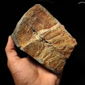 "Popped" calcite Promicroceras ammonite display pieces