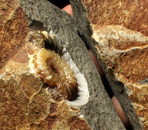 "Popped" calcite Promicroceras ammonite display pieces