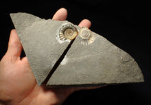 Load image into Gallery viewer, &quot;Popped&quot; calcite Promicroceras ammonite fossil display pieces
