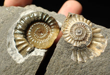Load image into Gallery viewer, &quot;Popped&quot; calcite Promicroceras ammonite fossil display pieces
