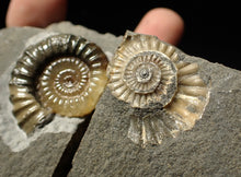 Load image into Gallery viewer, &quot;Popped&quot; calcite Promicroceras ammonite fossil display pieces

