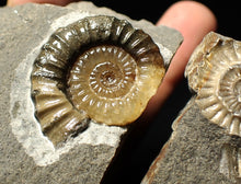 Load image into Gallery viewer, &quot;Popped&quot; calcite Promicroceras ammonite fossil display pieces
