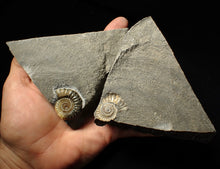 Load image into Gallery viewer, &quot;Popped&quot; calcite Promicroceras ammonite fossil display pieces
