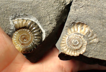 Load image into Gallery viewer, &quot;Popped&quot; calcite Promicroceras ammonite fossil display pieces
