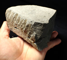 Load image into Gallery viewer, &quot;Popped&quot; calcite Promicroceras ammonite fossil display pieces
