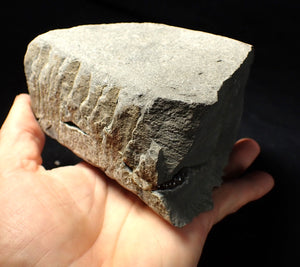 "Popped" calcite Promicroceras ammonite fossil display pieces
