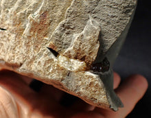 Load image into Gallery viewer, &quot;Popped&quot; calcite Promicroceras ammonite fossil display pieces
