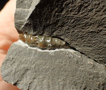 Load image into Gallery viewer, &quot;Popped&quot; calcite Promicroceras ammonite fossil display pieces

